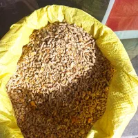 انواع خوراک دام و دان اجیلی