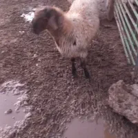 بره قوچ همو