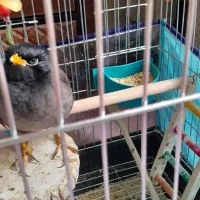 مرغ مینا چشم ستاره ای نر|پرنده|فسا, |دیوار