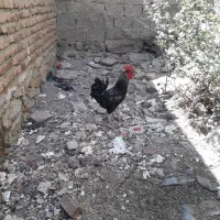 ۲ خروس|حیوانات مزرعه|مریوان, |دیوار