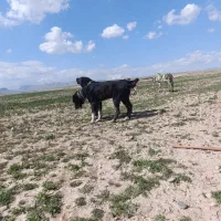 سگ گله ای|سگ|مشهد, تبادکان|دیوار