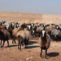 گوسفندان اصیل ازنژاد شال قزوین|حیوانات مزرعه|شیراز, شهرک امام حسن|دیوار