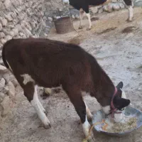 گاو گوساله|حیوانات مزرعه|کوهدشت, |دیوار