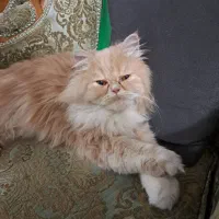 گربه پرشین اصل|گربه|ورامین, ورامین|دیوار