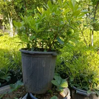 پیتوسپرم سطل ۱۰