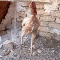 مرغ لاری|حیوانات مزرعه|قلعه نو, |دیوار
