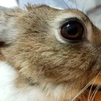 خرگوش|موش و خرگوش|آباده, |دیوار