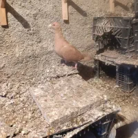 کبوترمقبول