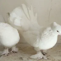 دم چتری