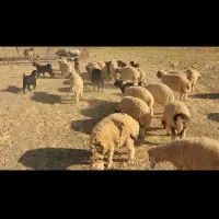 بره پرواری|حیوانات مزرعه|آبدانان, |دیوار
