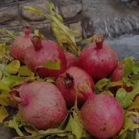 رب انار چترود