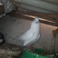 کبوتر زوردار
