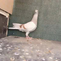 جوجه نر المانی تازه یک لق کرده