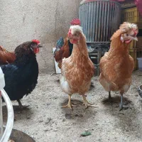 مرغ های کاکلی محلی