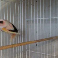 قناری نر بخون|پرنده|بابل, |دیوار