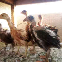 جوجه لاری دوماهه سه ماهه سه دانگ تا ۴دانگ|حیوانات مزرعه|سمنان, |دیوار