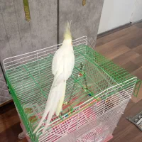 عروس هلندی نر