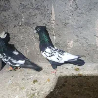 جفت گاه|پرنده|چناران, |دیوار