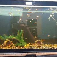 ماهی سوارتیل سانشکو / دم شمشیری