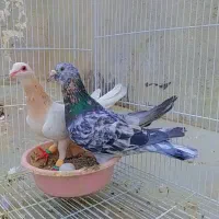 سار هفت رنگ عطیقه