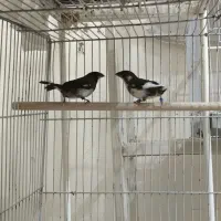 سهره نر بخون.فنچ|پرنده|قائن, |دیوار