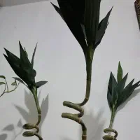 گل و گلدان|گل مصنوعی|بندر ماهشهر, |دیوار