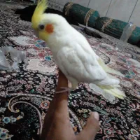 عروس دستی|پرنده|سراوان, |دیوار