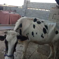 گاو خارجی دورگه