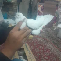 شهرستانی‌کفتر|پرنده|قم, شهرک امام حسین|دیوار