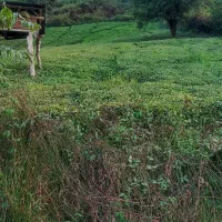 ۵۰۰متر باغچه با آب فراوان و دسترسی آسان