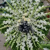 گلکده لنالند|گل و گیاه طبیعی|قائمشهر, |دیوار