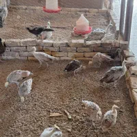 طاووس مصری|پرنده|تهران, والفجر (افسریه)|دیوار