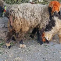 میش وبره ماده اصلی