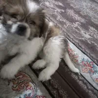 گم شده مژدگانی زیاد