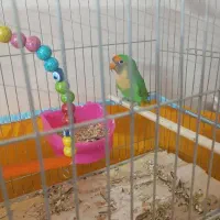 طوطی برزیلی