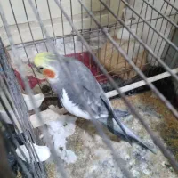 عروس هلندی سخنگو|پرنده|هامون, |دیوار