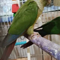 طوطی گرینیچک