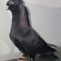 زاغ آبادانی