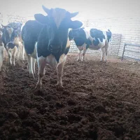 2راس گوساله|حیوانات مزرعه|قم, صفاشهر|دیوار