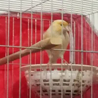 قناری مست آواز خون|پرنده|ایلام, |دیوار