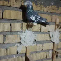 کفتر کبوتر سرور کاکلی|پرنده|شیراز, شاهچراغ|دیوار