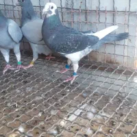 سلام ماده پرشی|پرنده|سربیشه, |دیوار