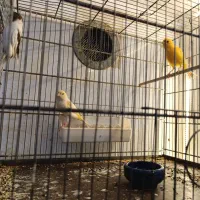 سه عدد ماده قناری