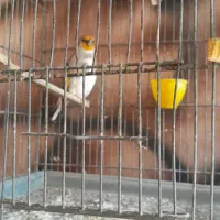 سره|پرنده|بهارستان, |دیوار