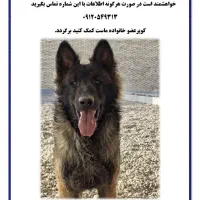 سگ گمشده مژدگانی ده میلیون