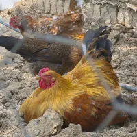 فروش جوجه های این اقا ، برهما