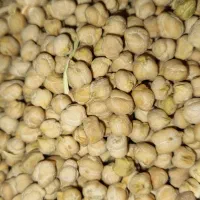 فروش نخود ارگانیک