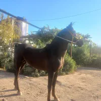 اسب نریان کرد|اسب و تجهیزات اسبسواری|مهریز, |دیوار