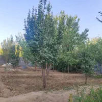 باغ سرسبز مهریز یزد