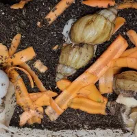 حلزون در سن و طول متفاوت ، بالغ نیمه بالغ و جوجه